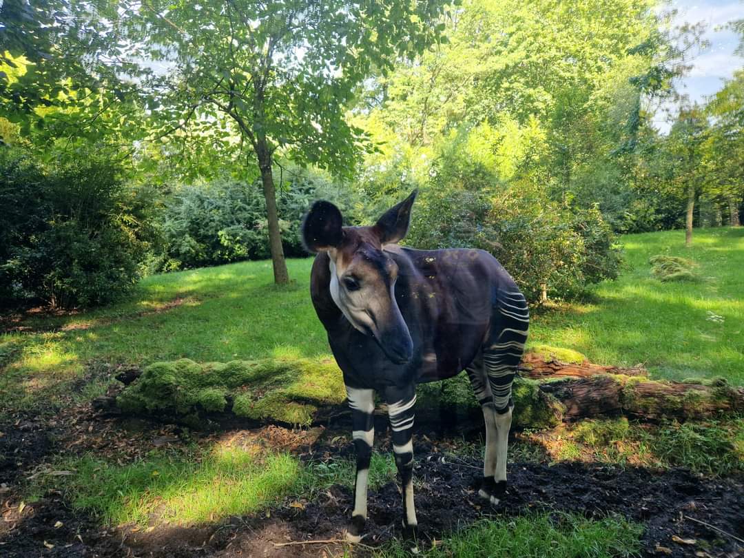 Okapi
