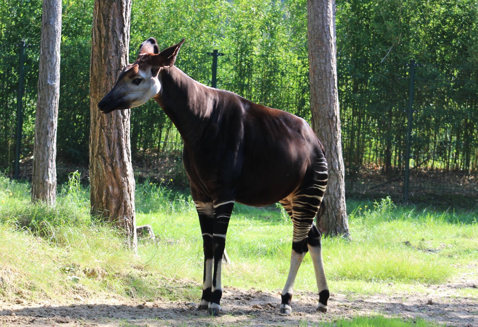 Okapi