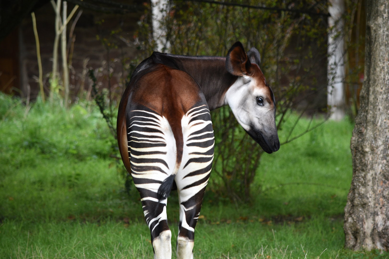 Okapi
