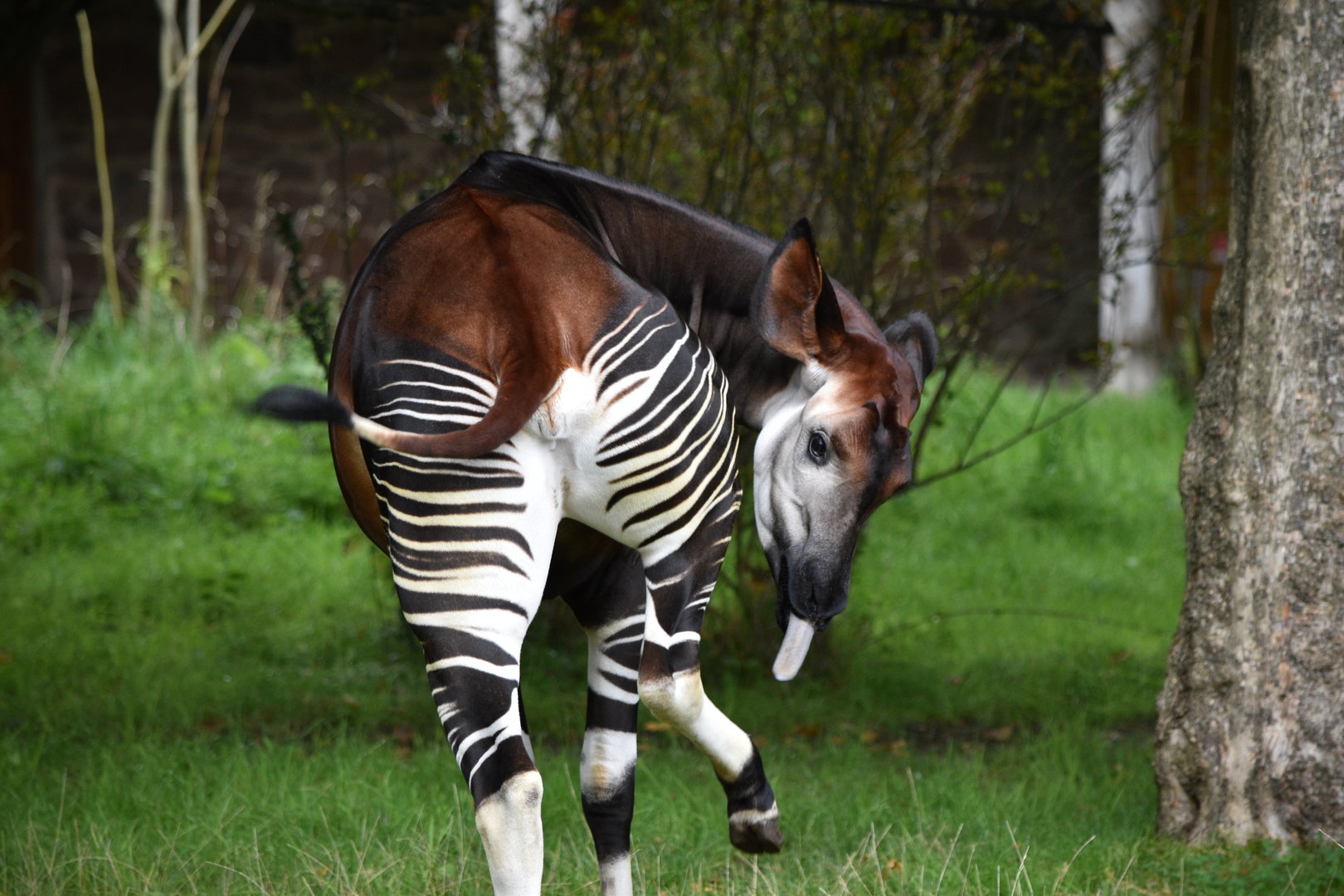 Okapi