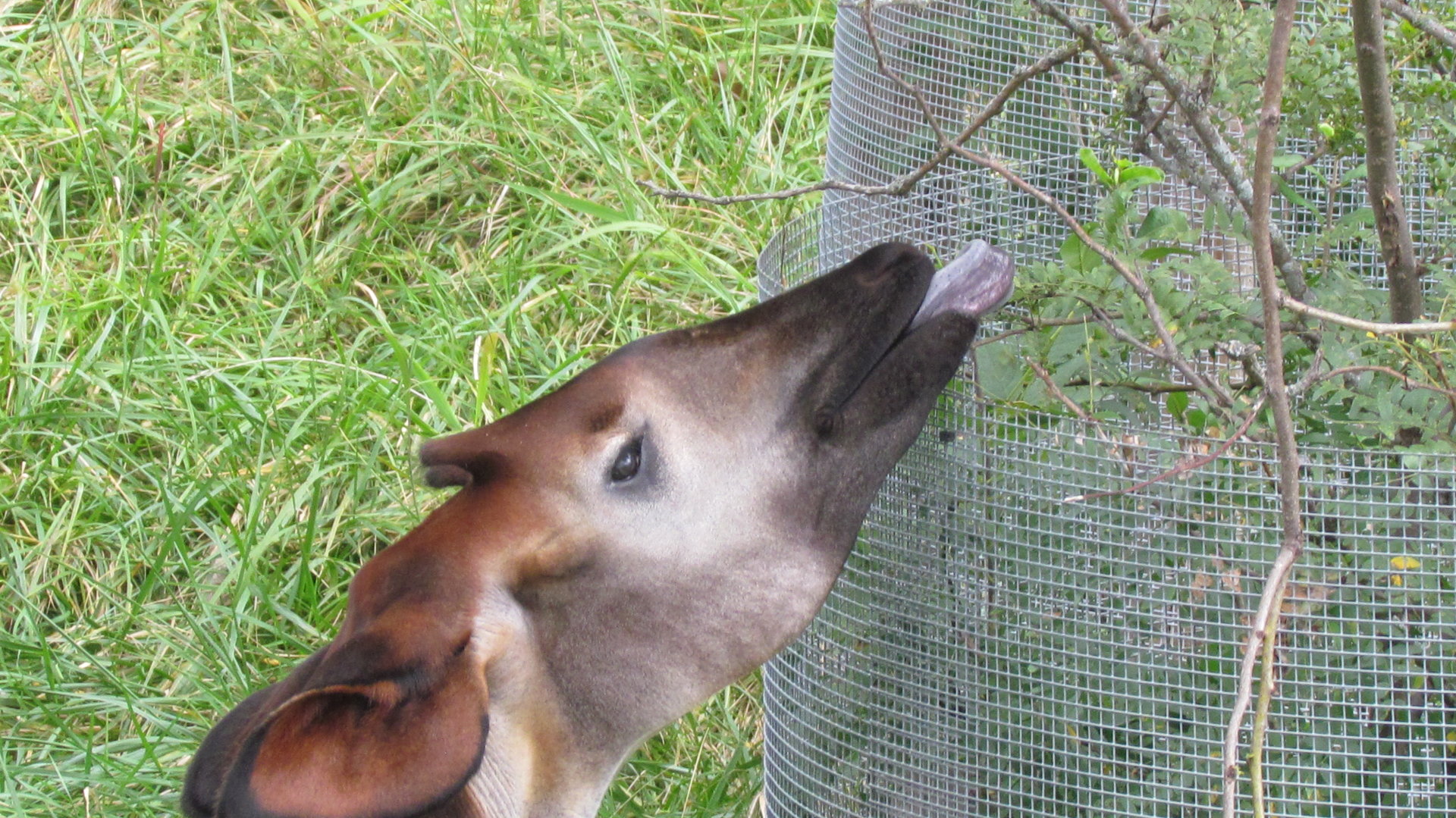 Okapi