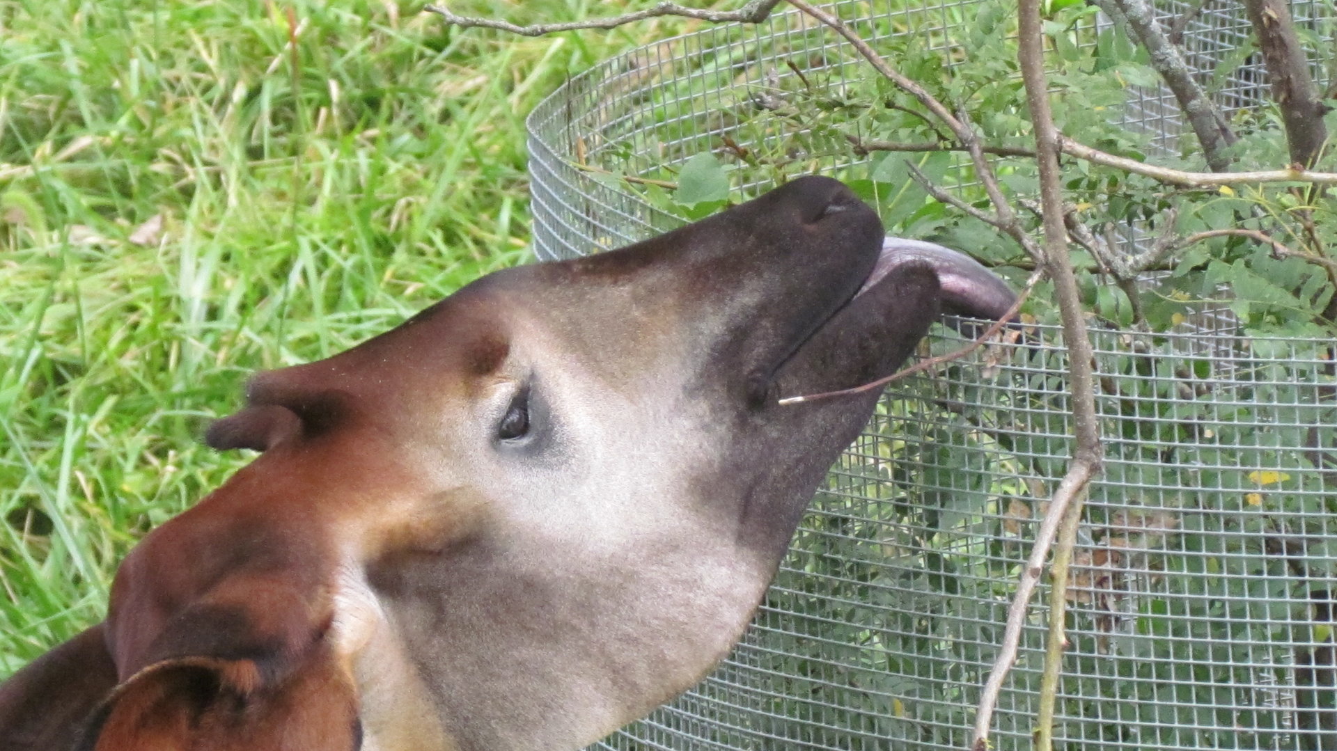 Okapi