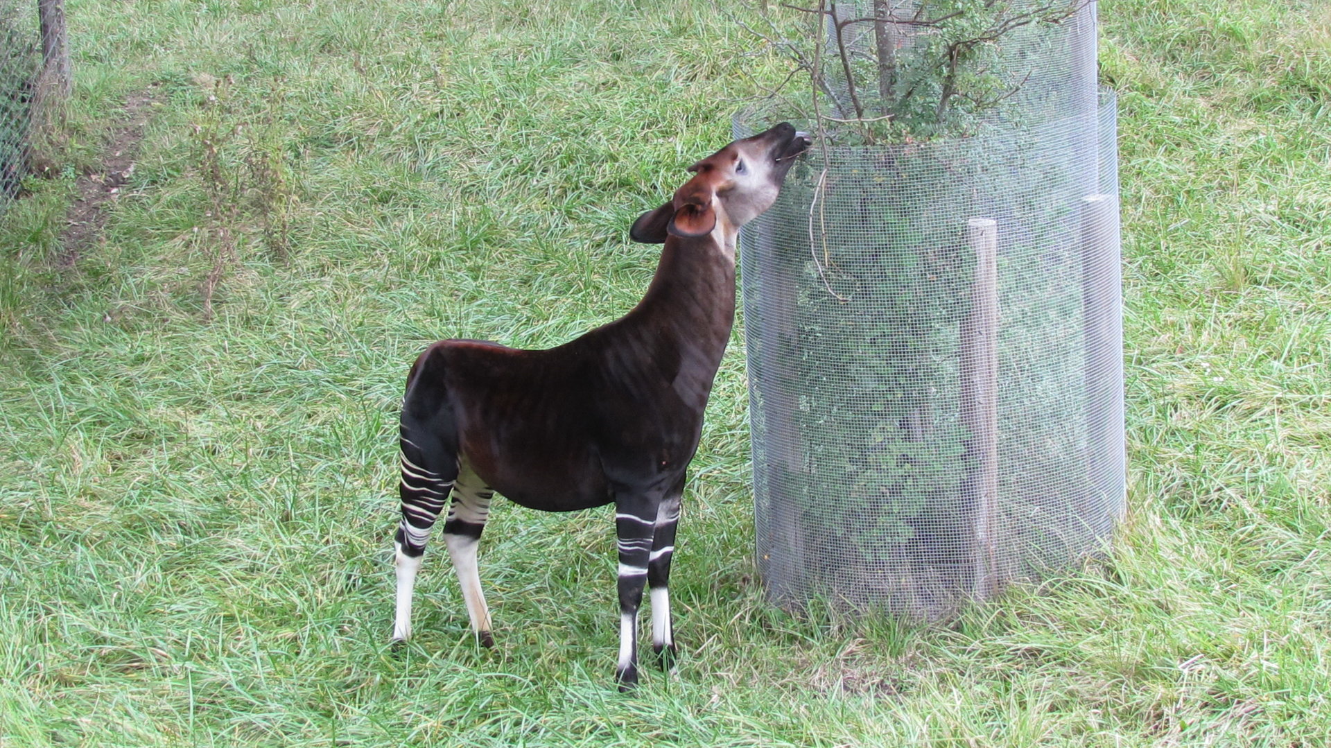 Okapi