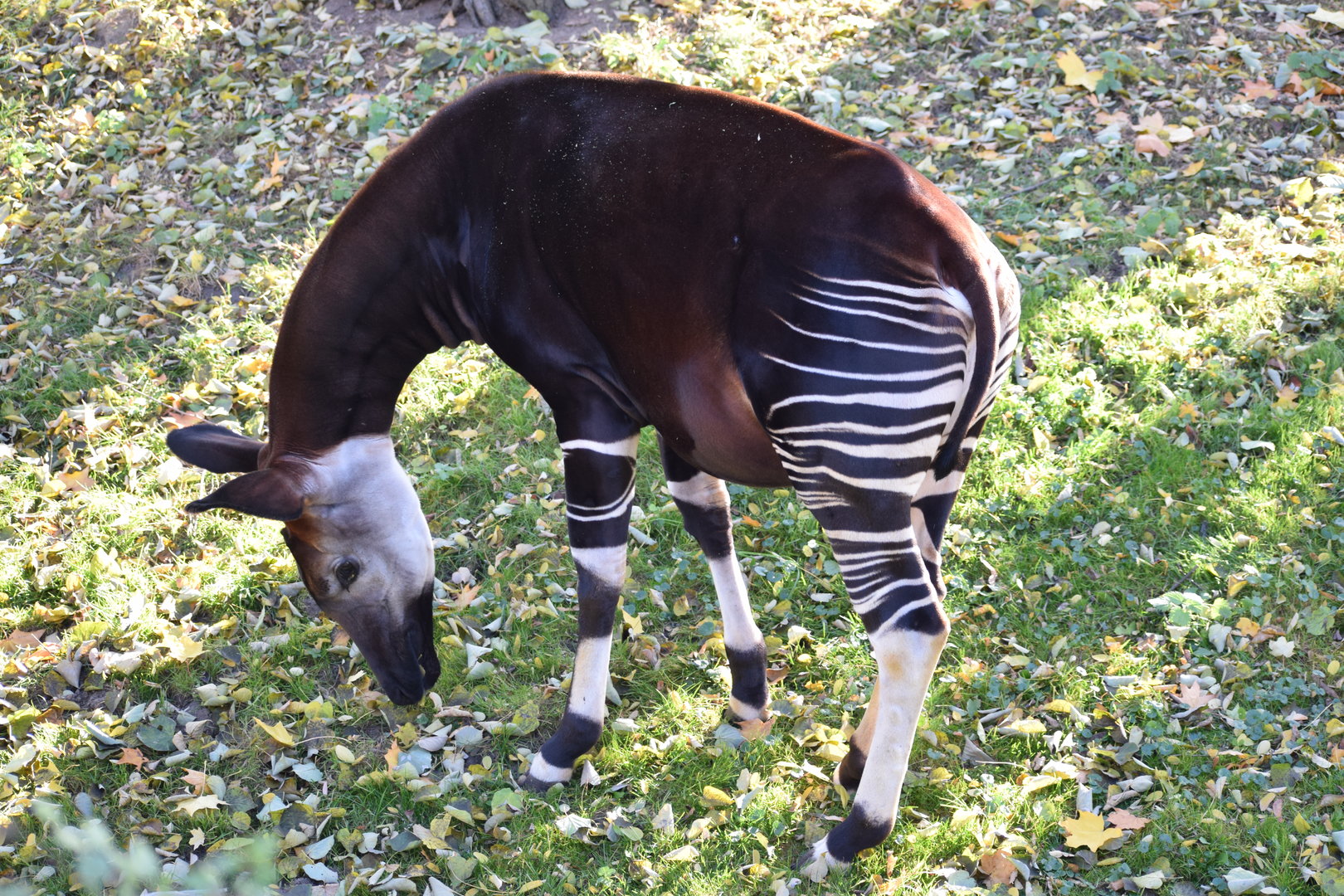 Okapi