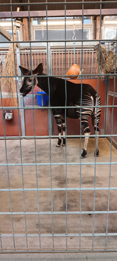 Okapi