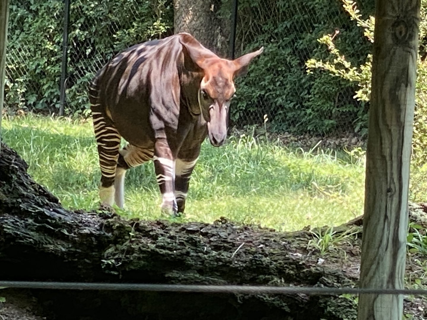 Okapi
