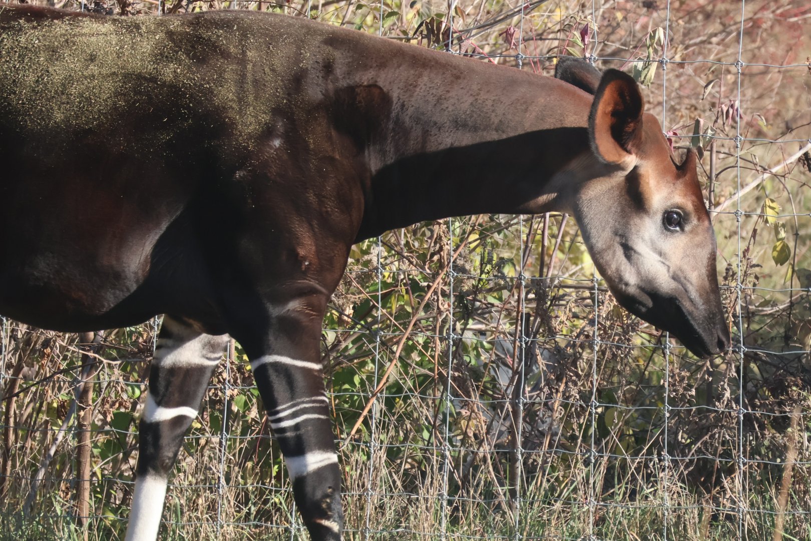 Okapi