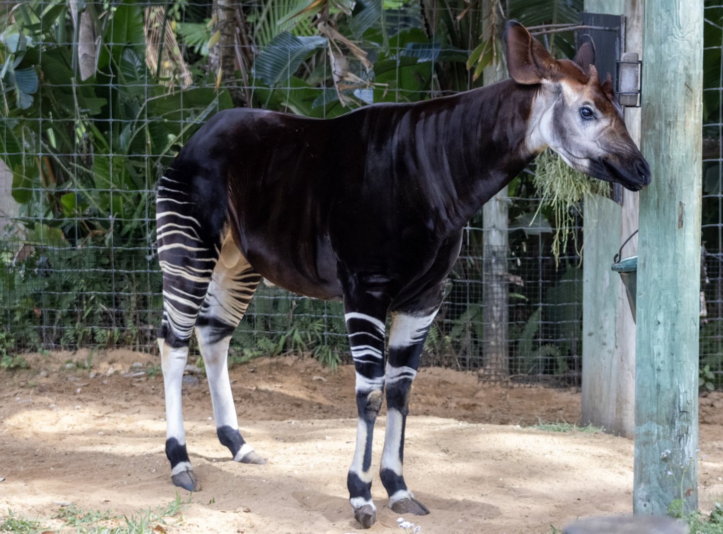 Okapi