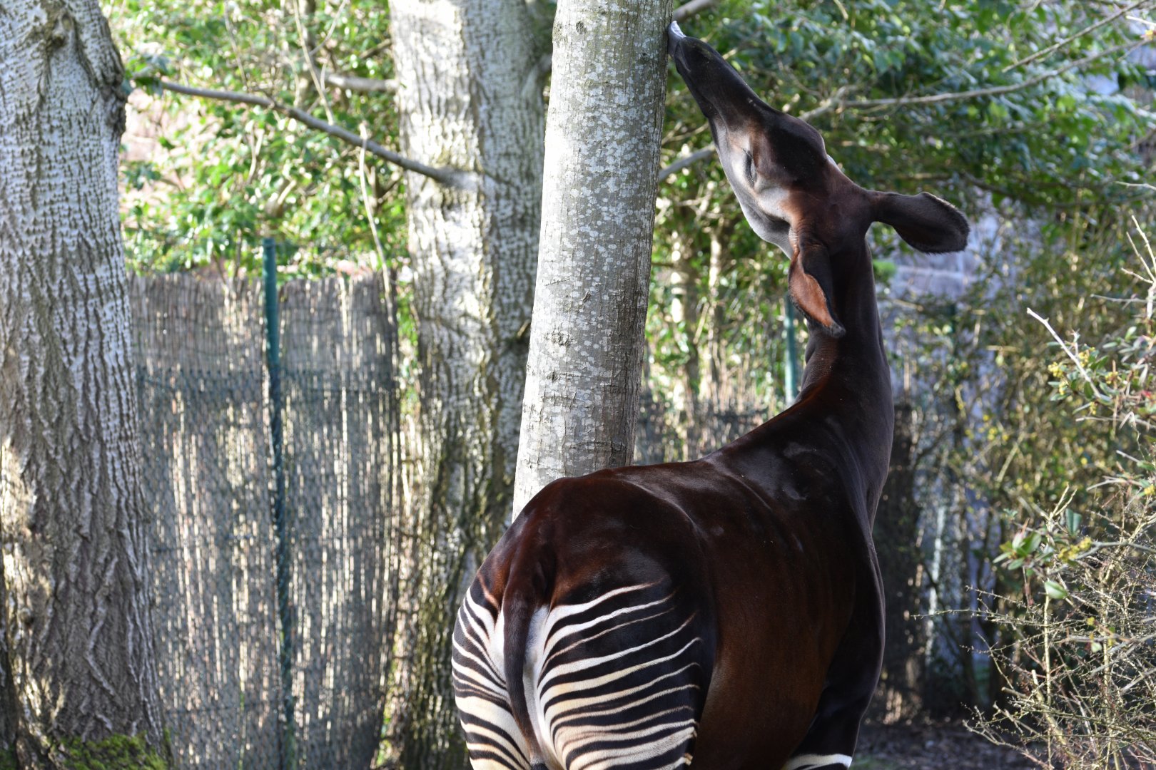Okapi