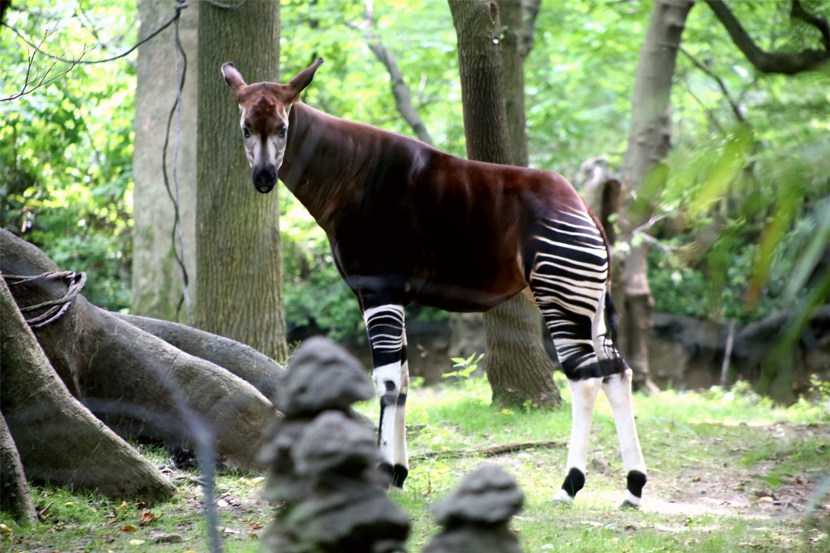 Okapi