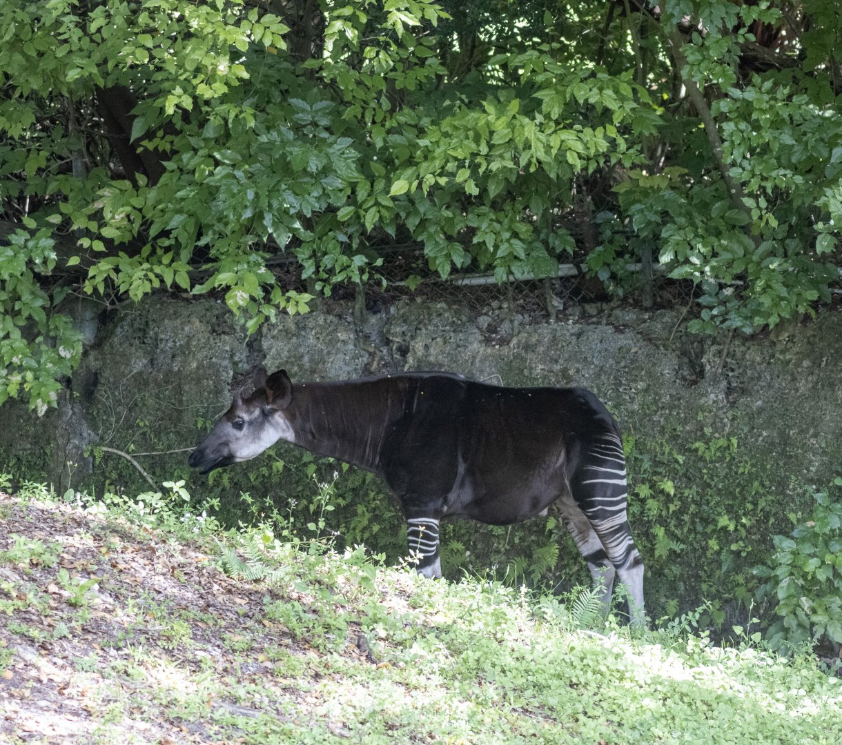 Okapi
