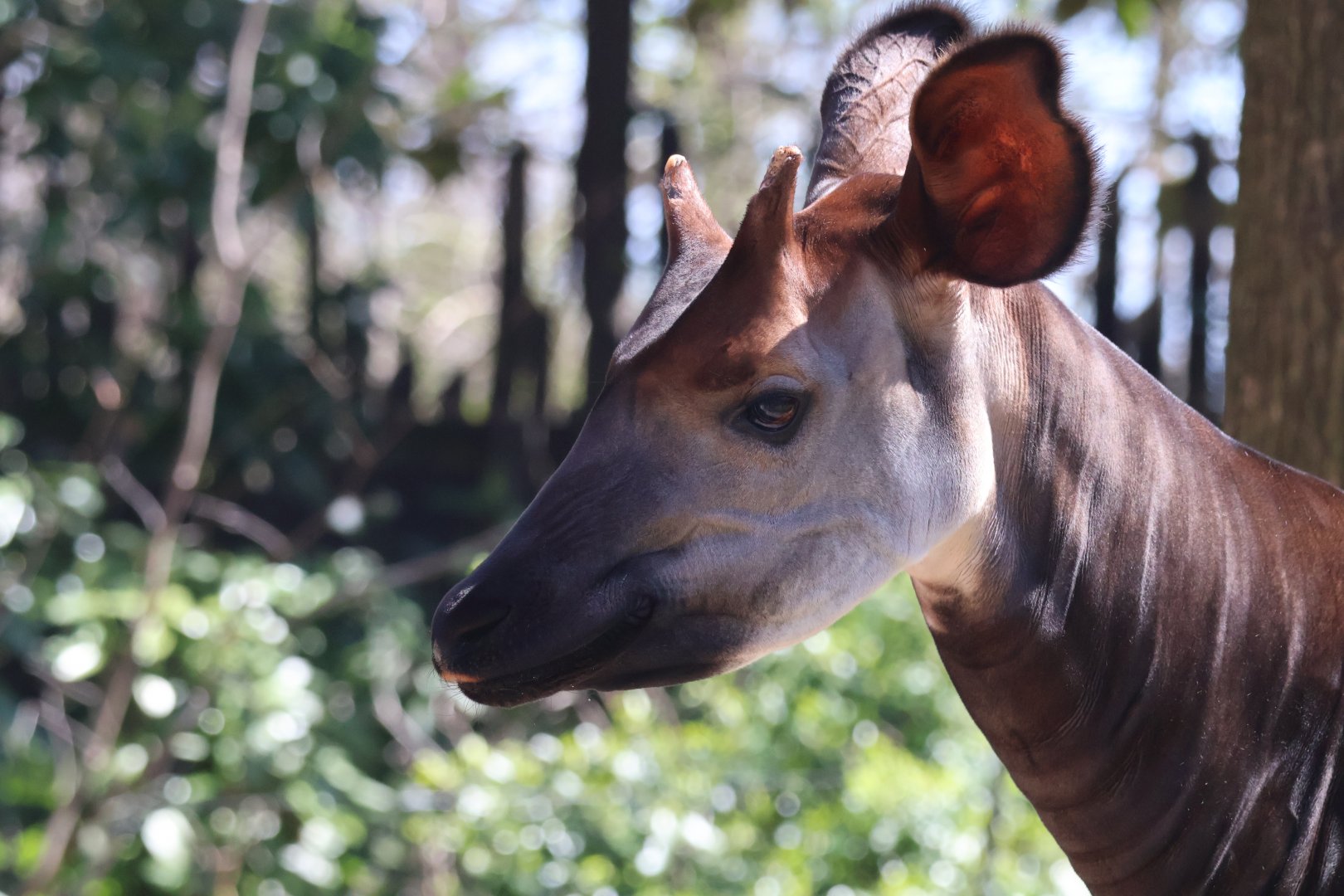 Okapi