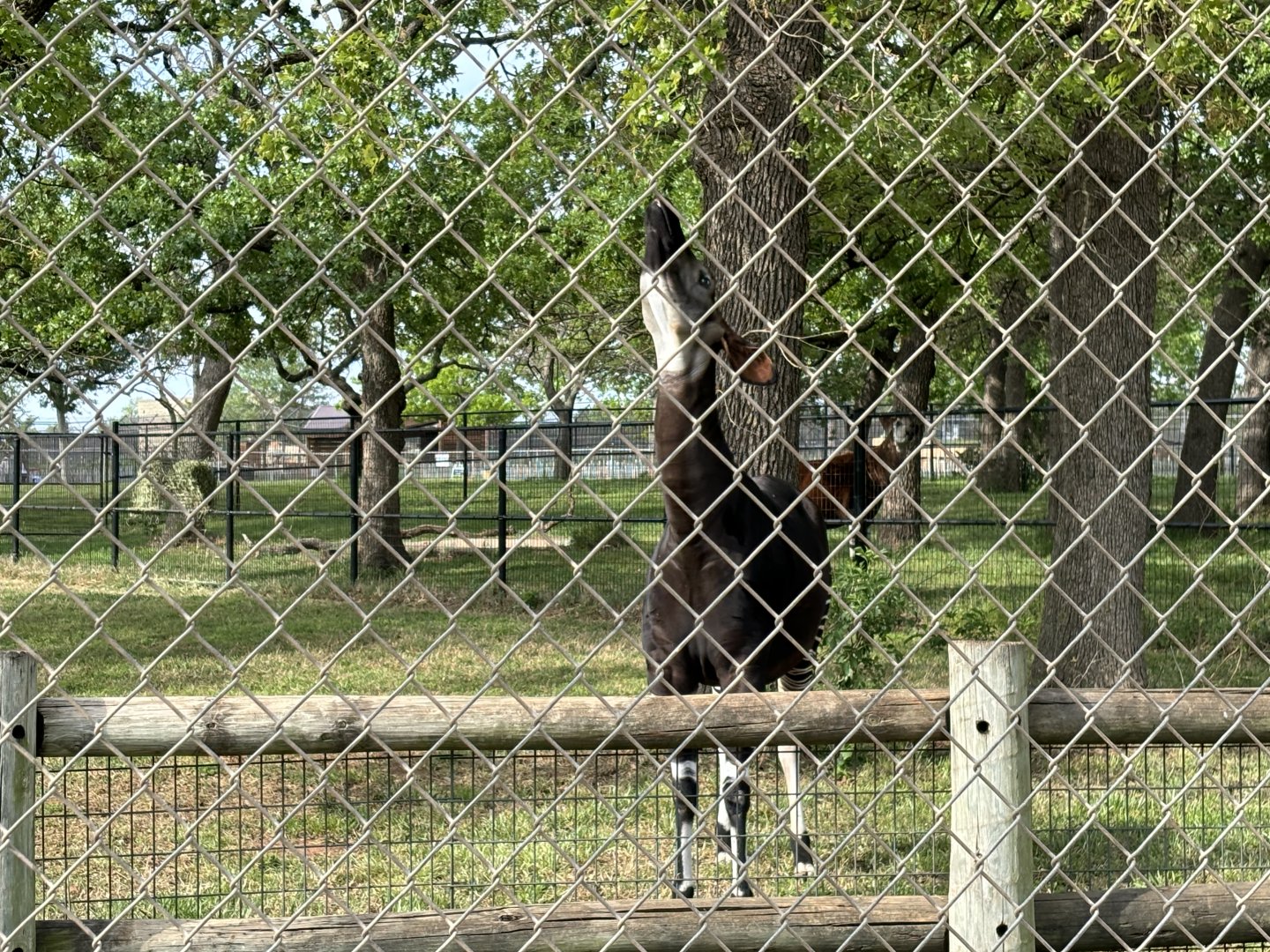 Okapi