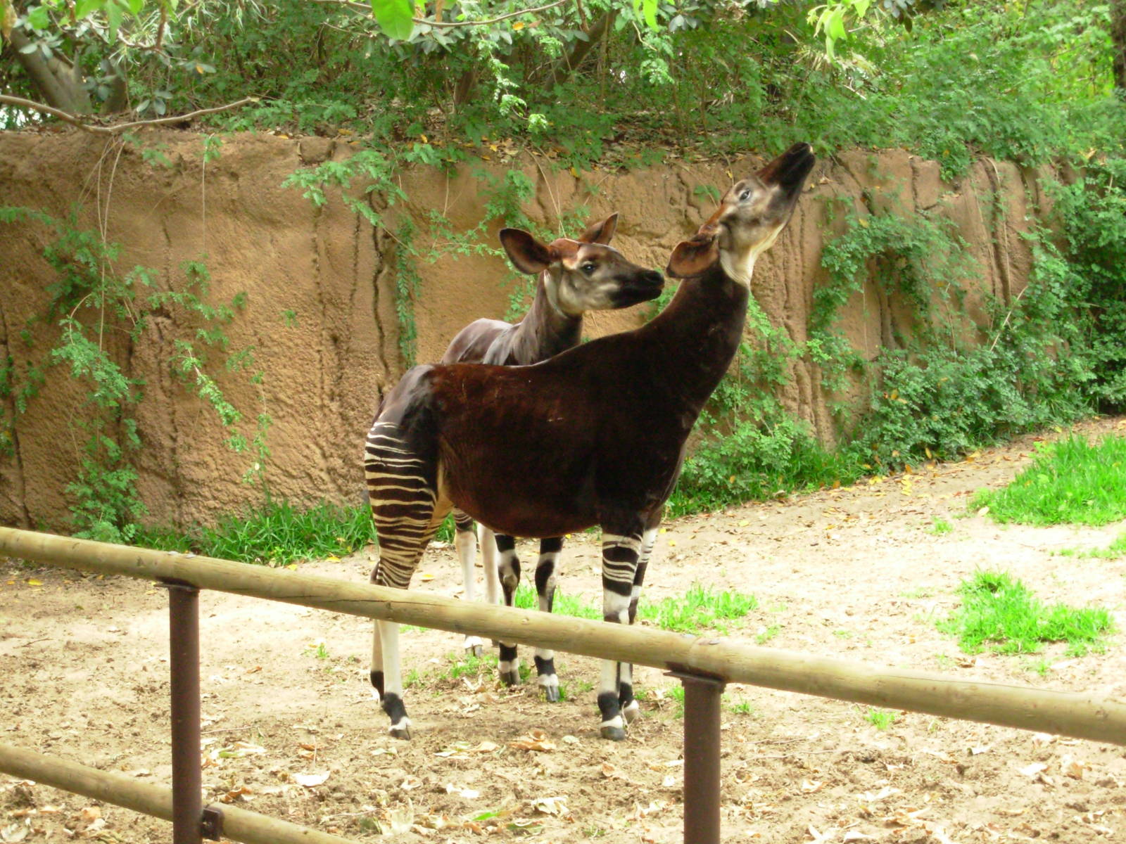 Okapi
