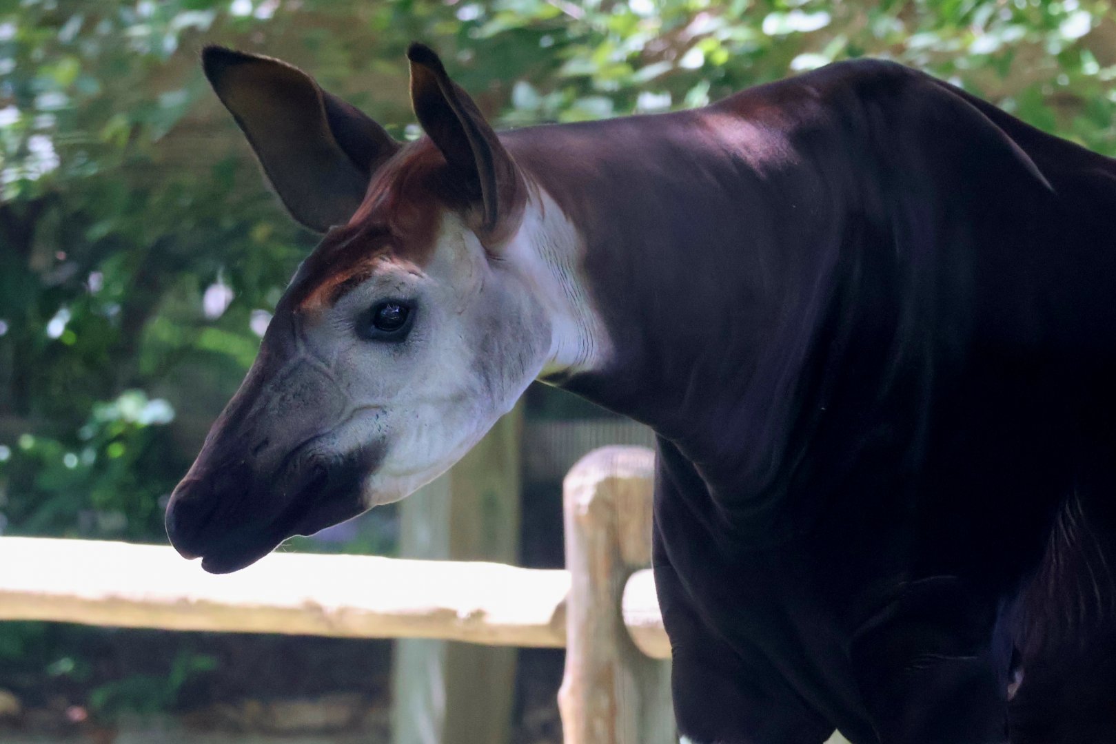 Okapi