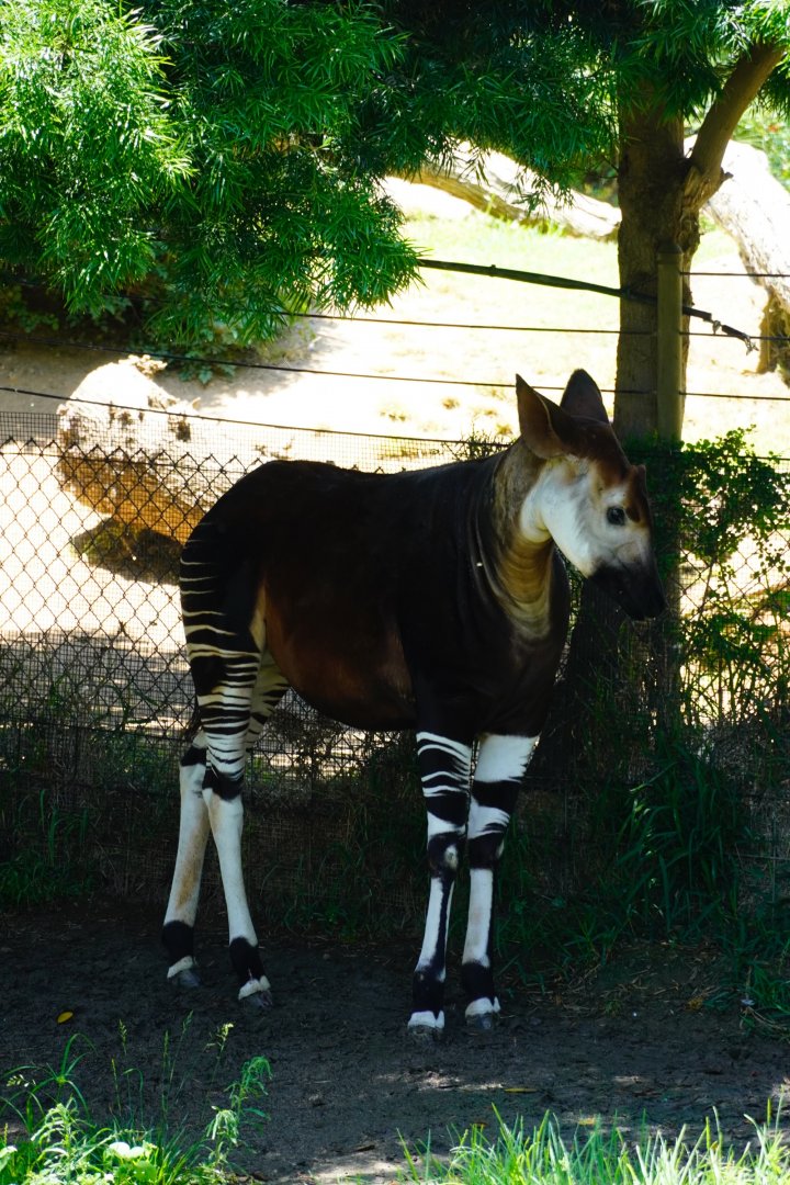 Okapi