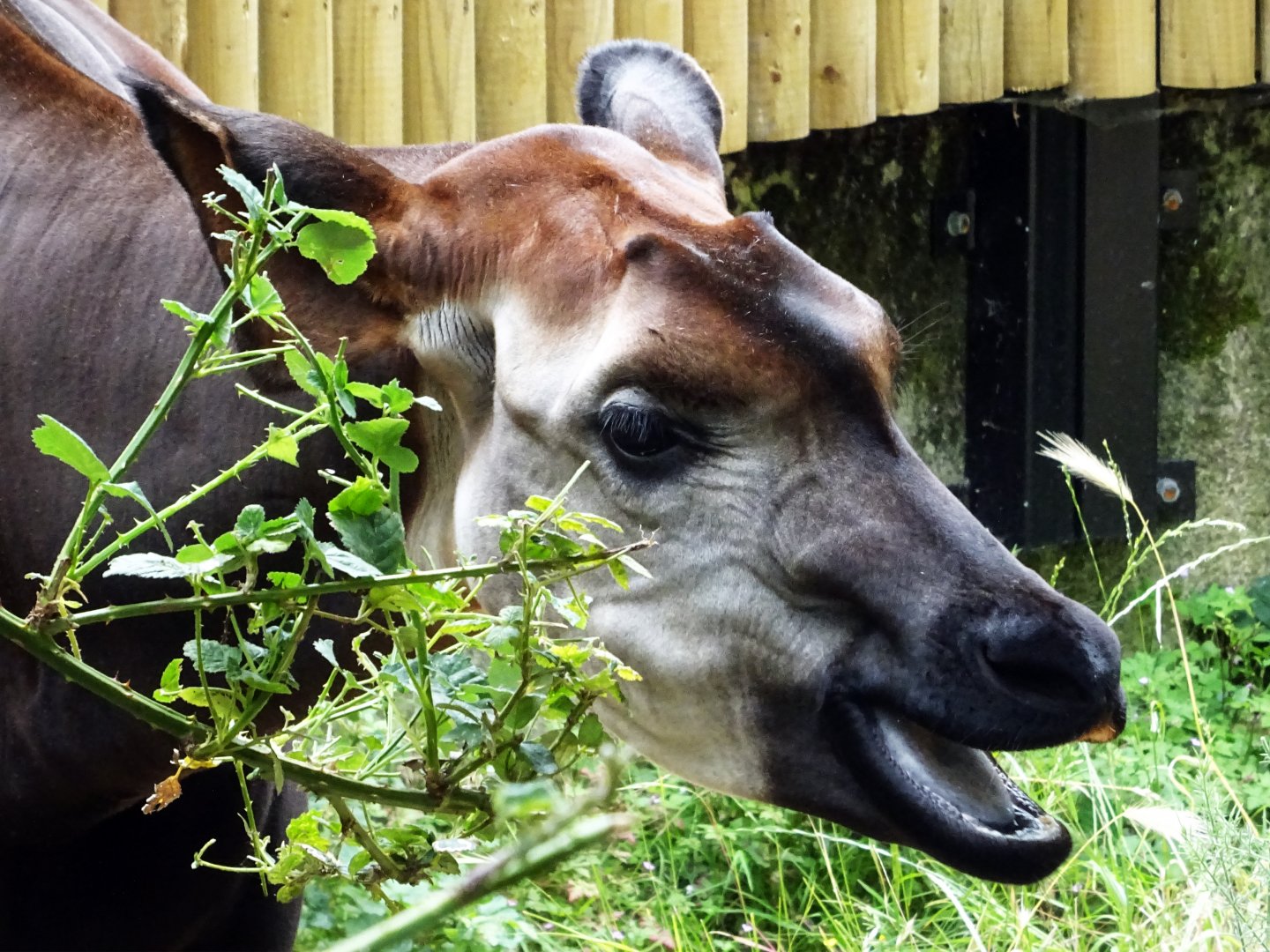 Okapi