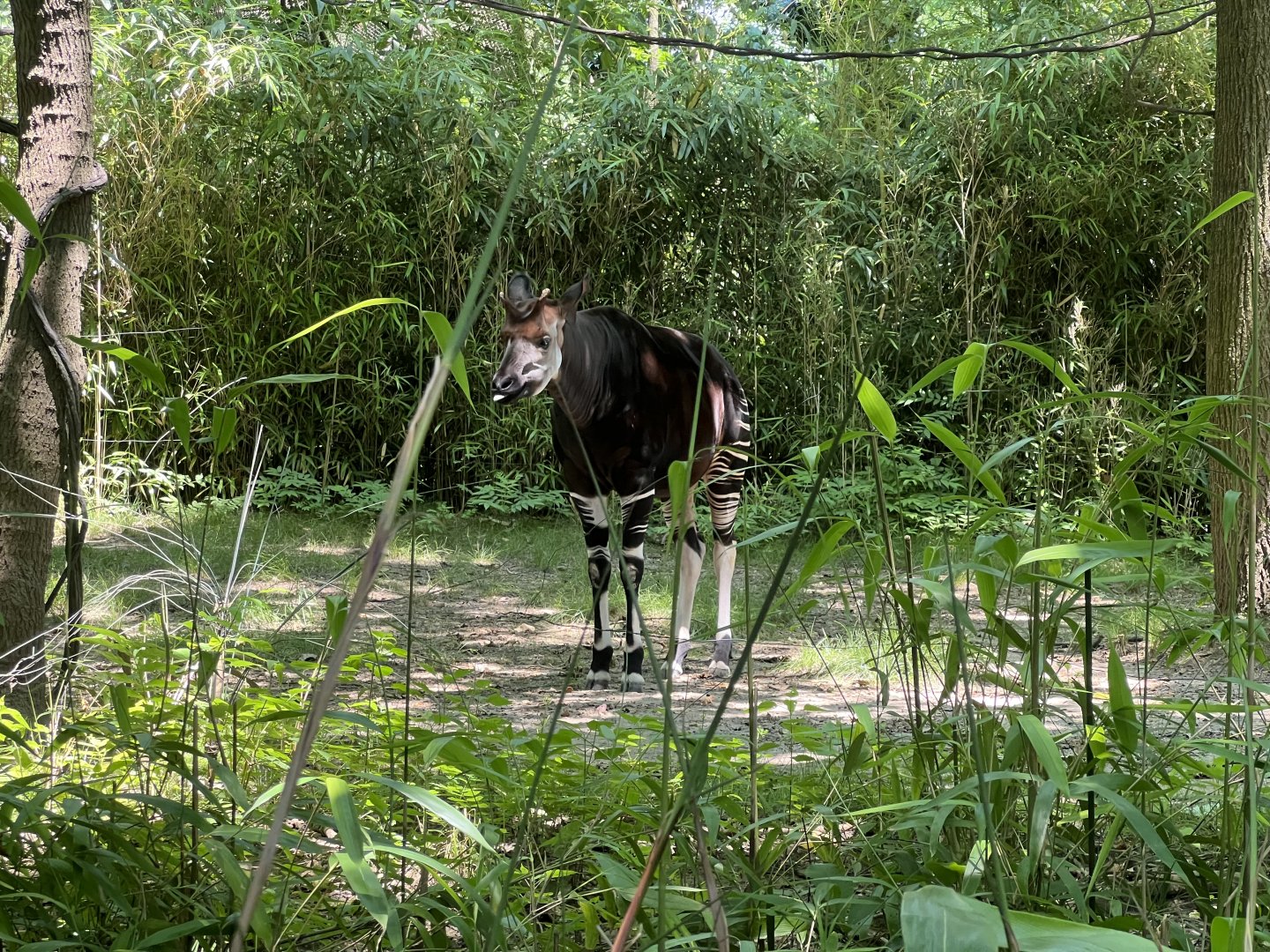 Okapi