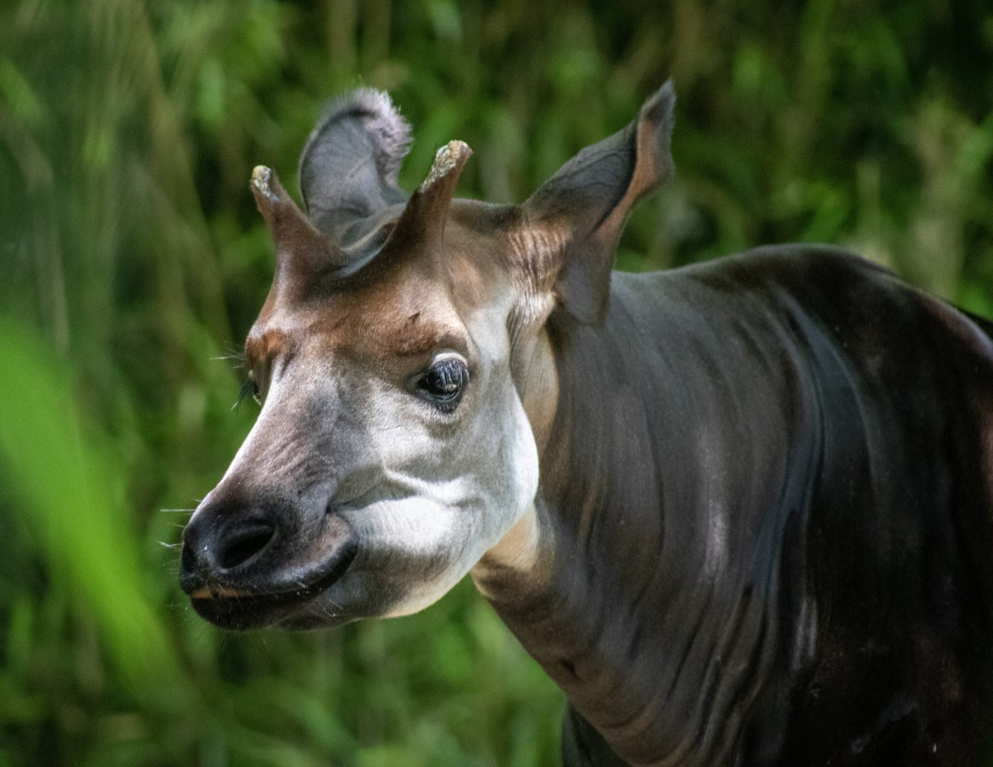 Okapi