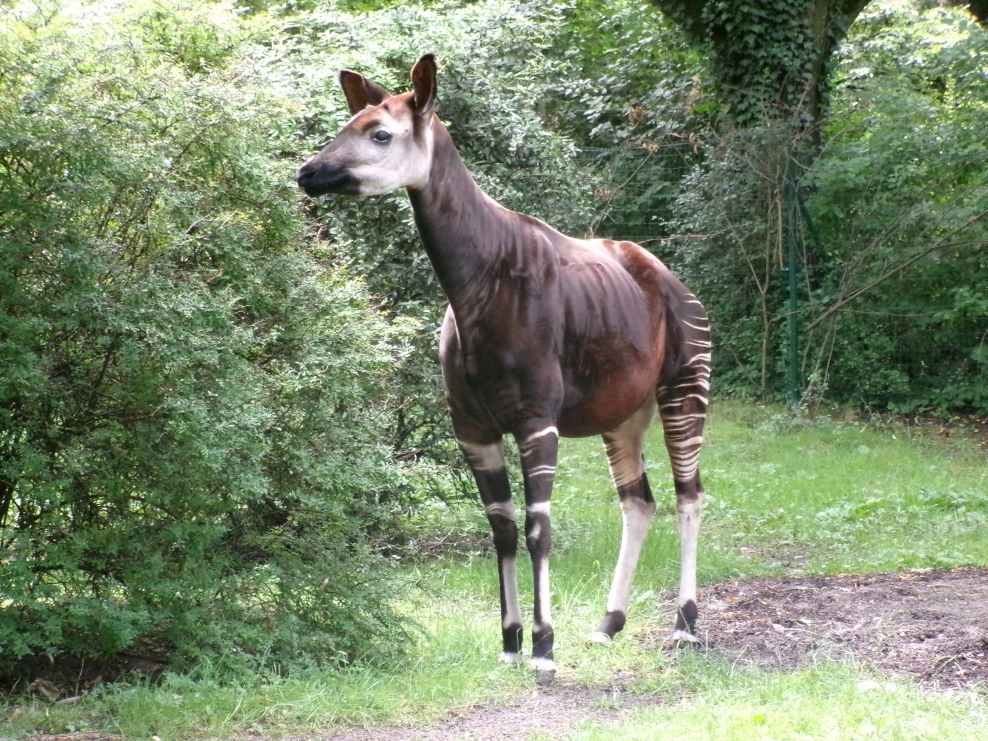 Okapi