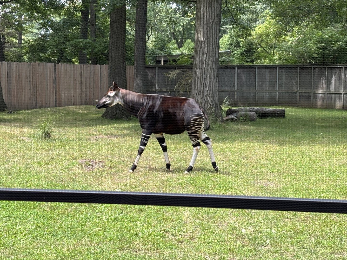 Okapi
