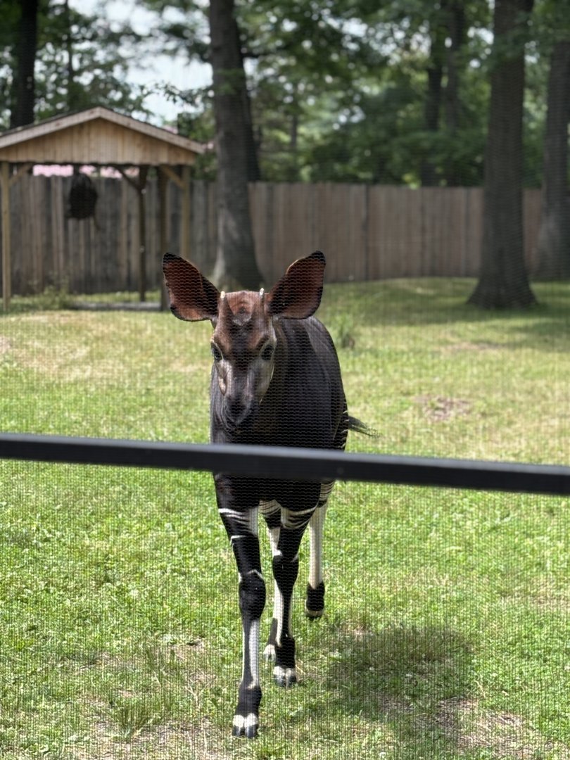 Okapi