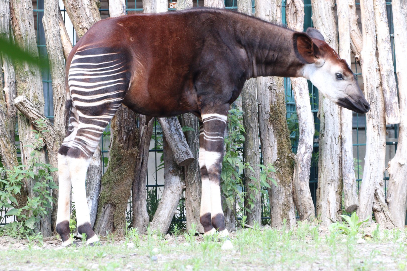 Okapi