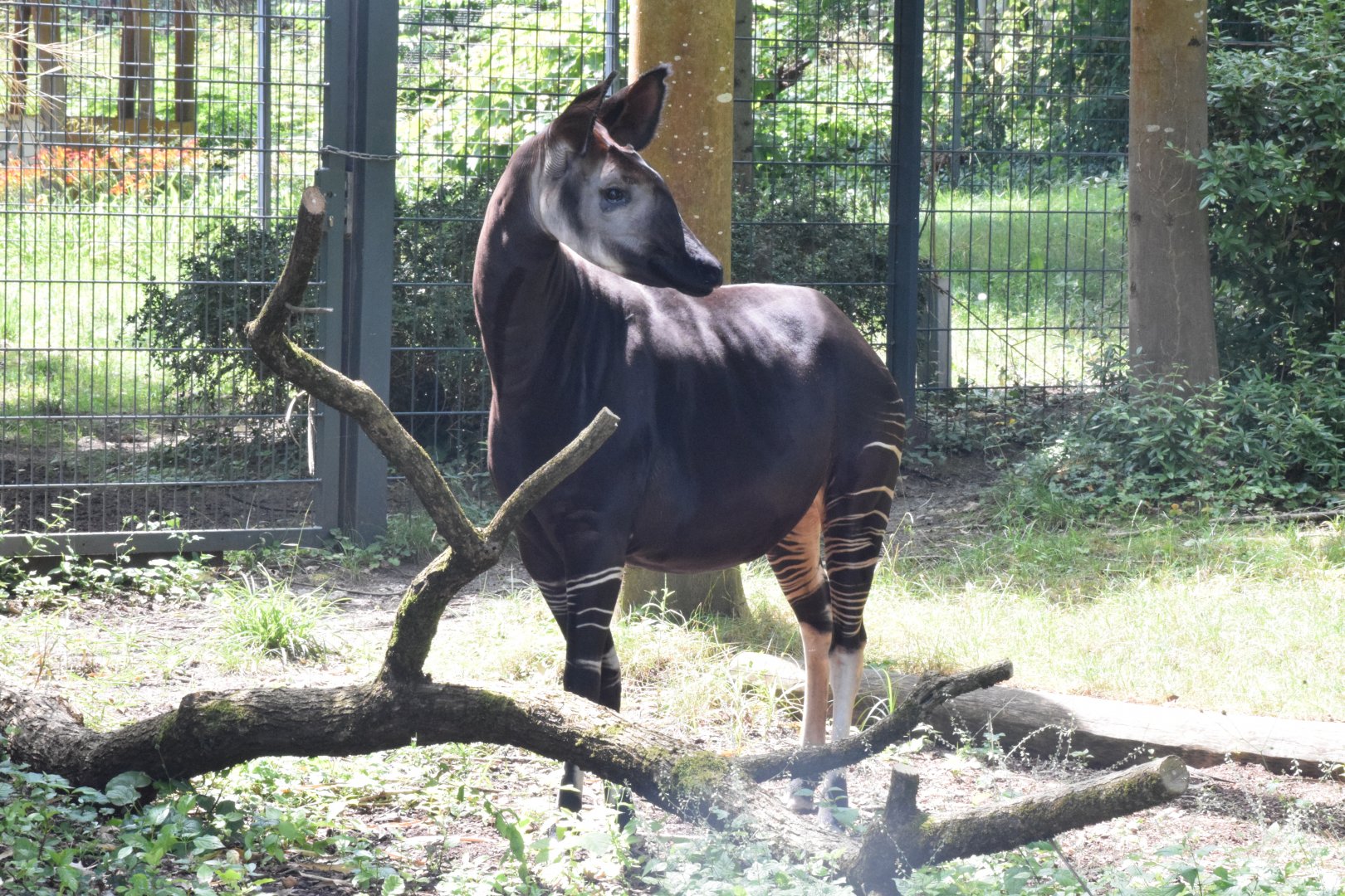 Okapi