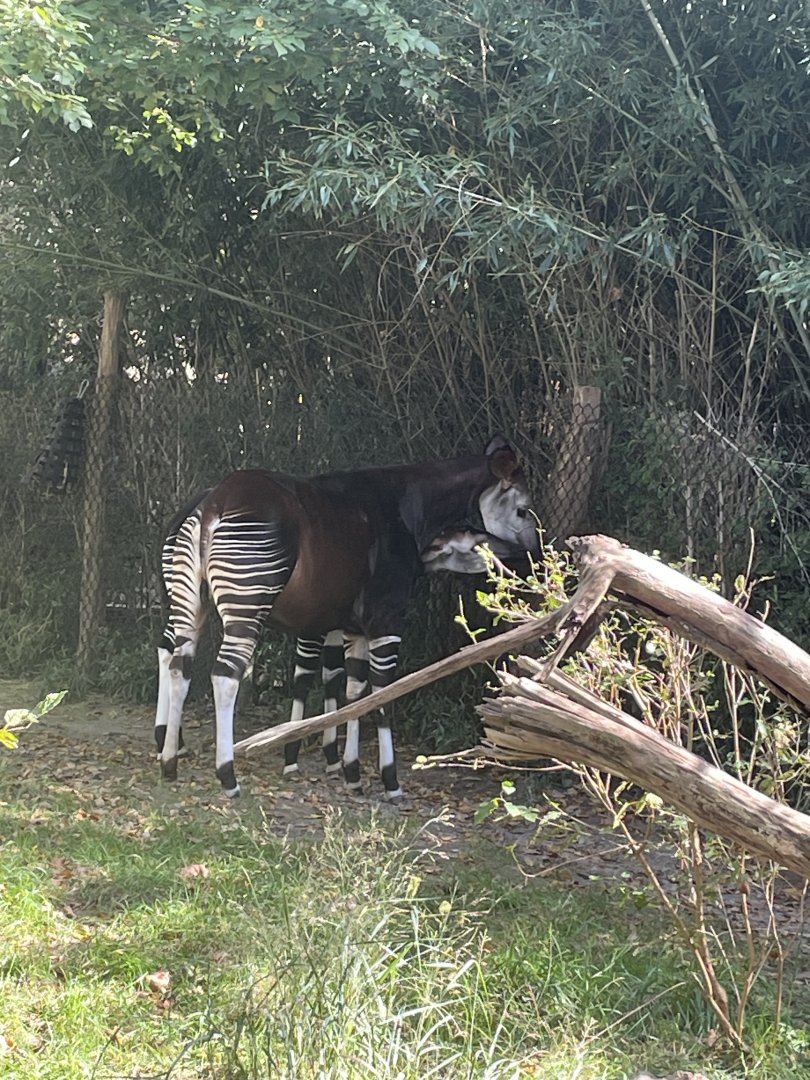 Okapi