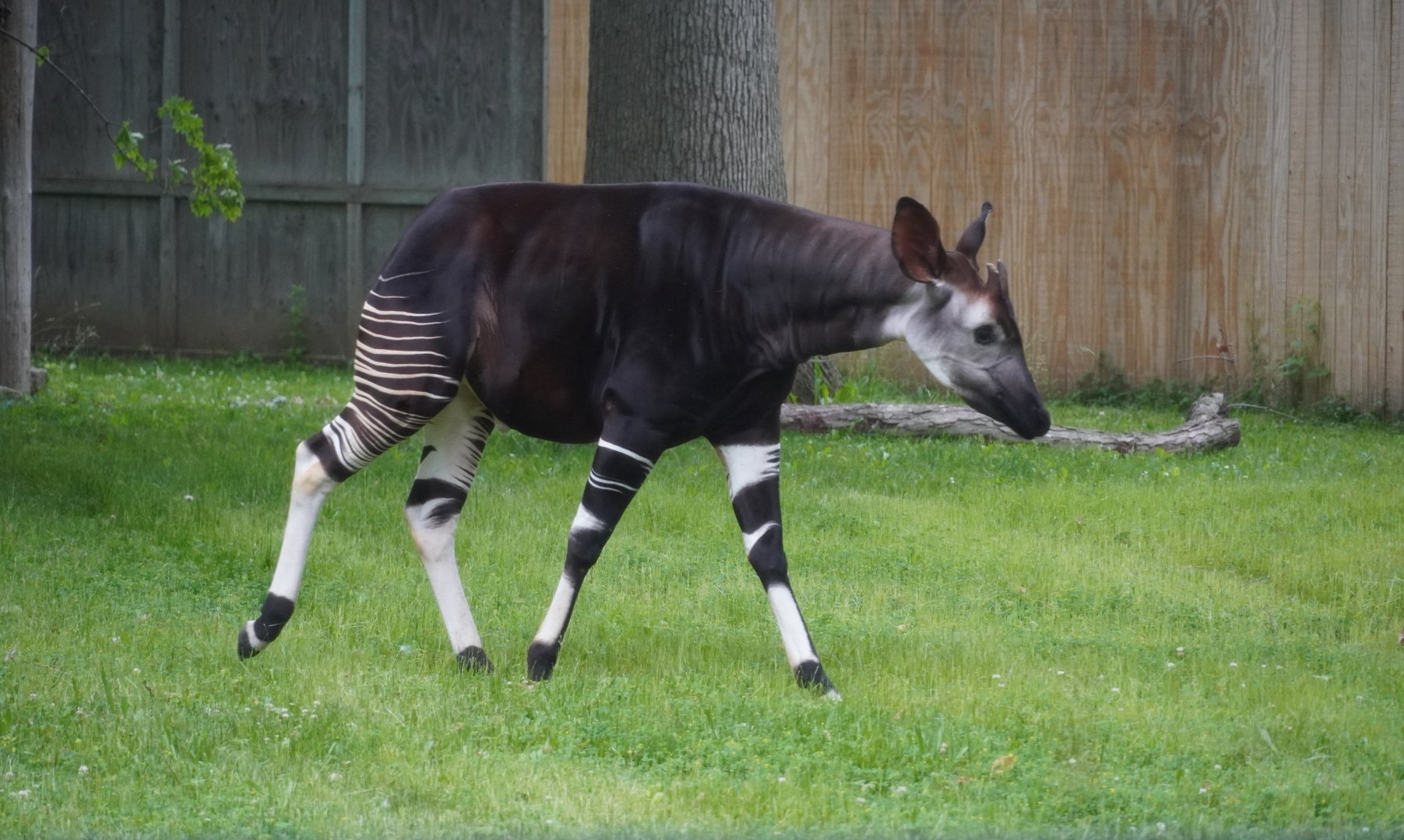 Okapi