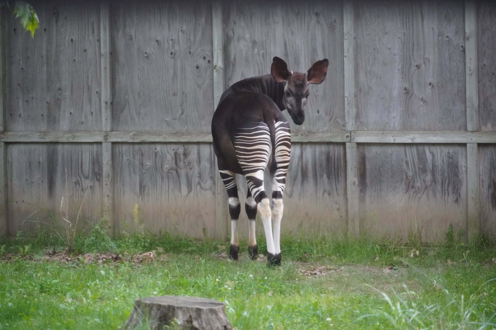 Okapi