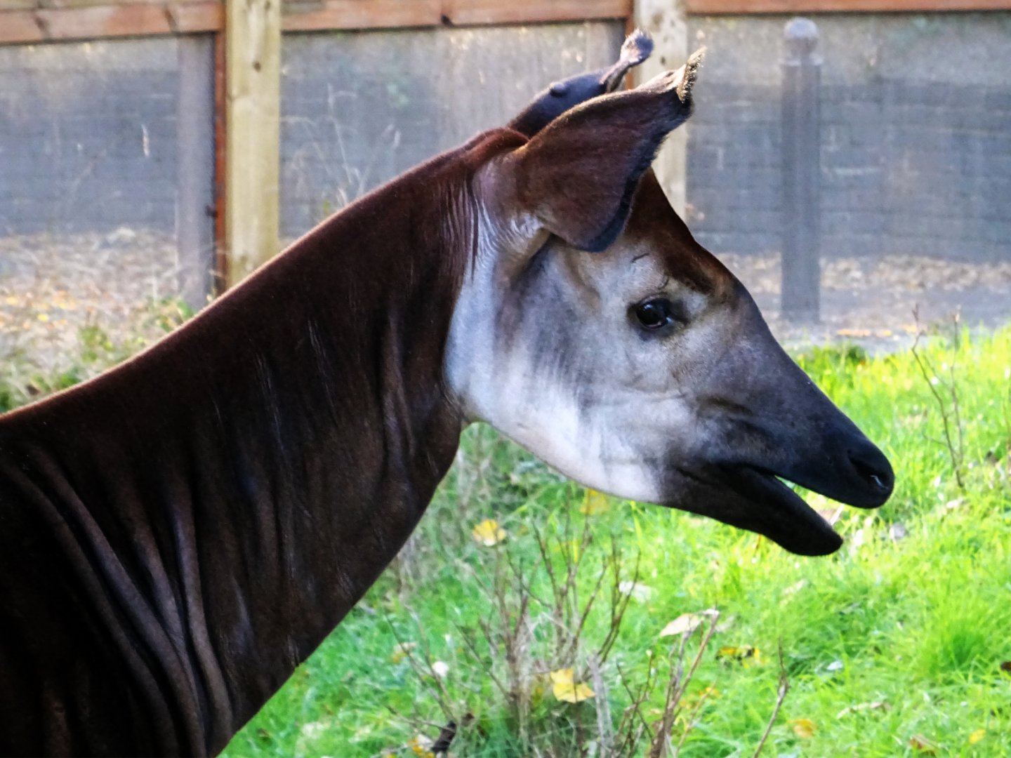 Okapi