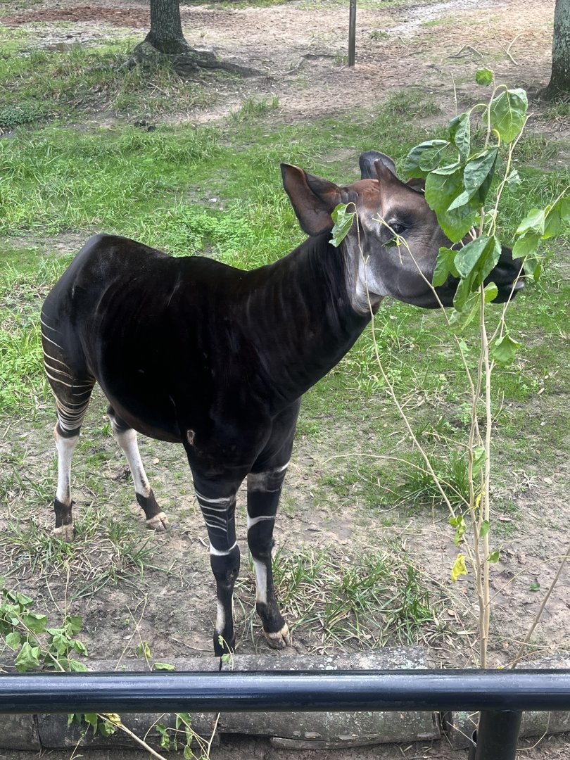 Okapi
