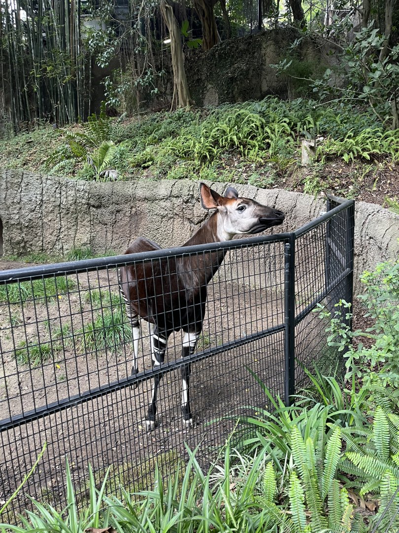 Okapi