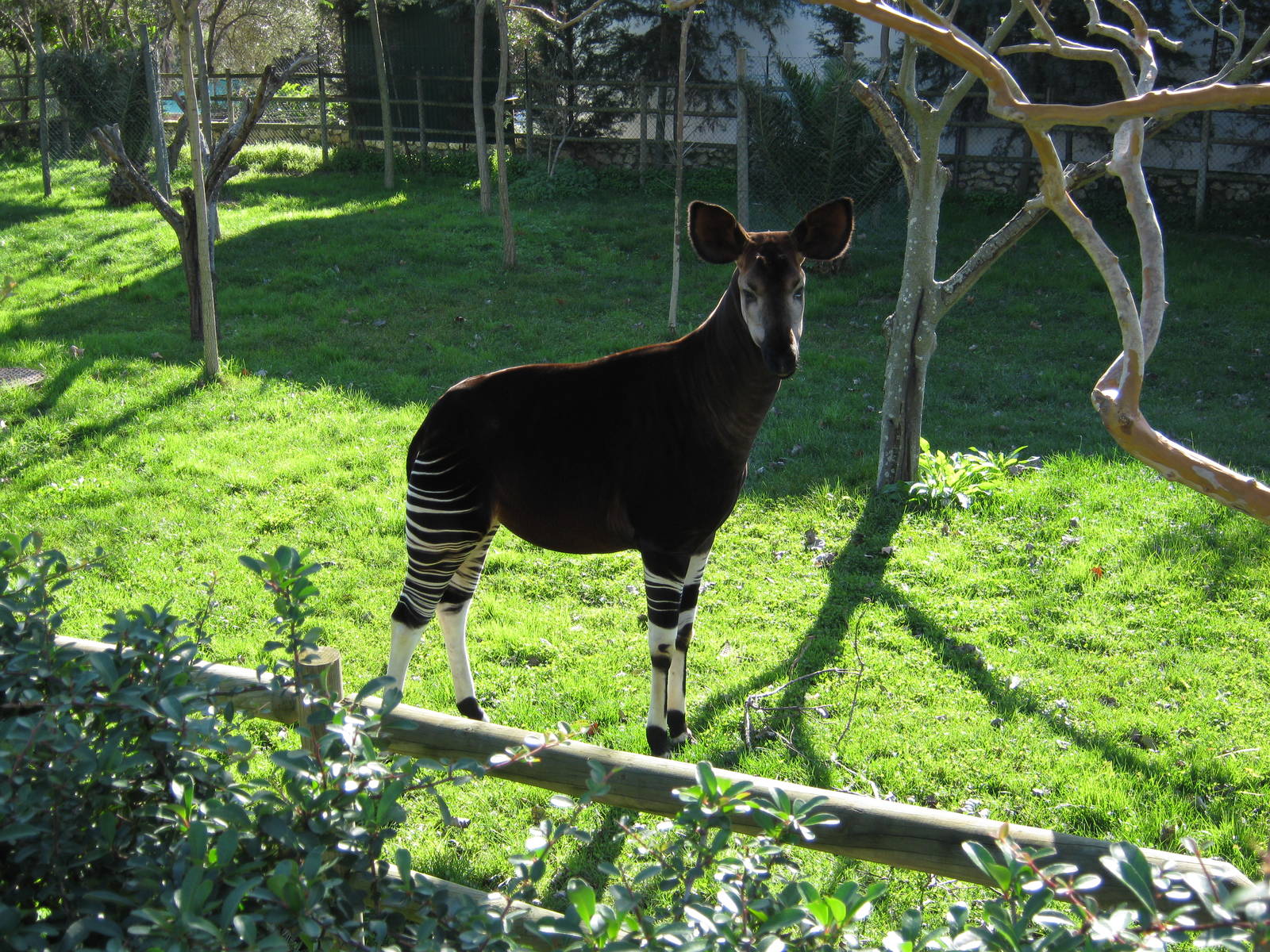 Okapi