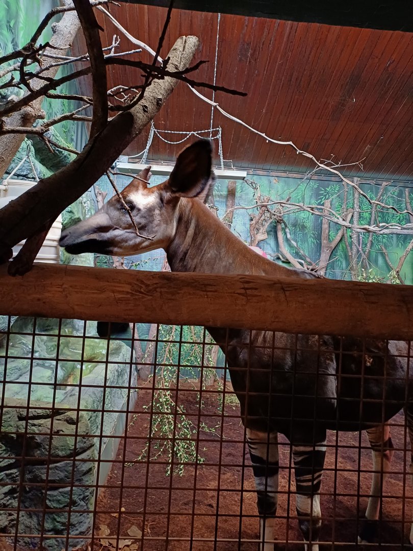 Okapi