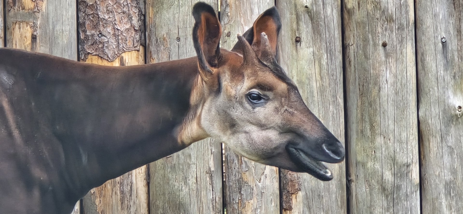 Okapi