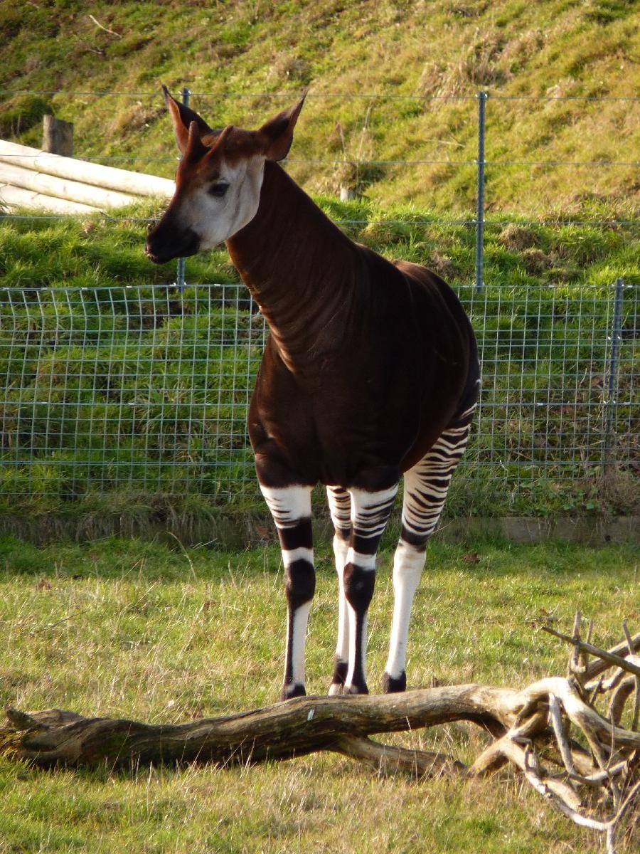 Okapi