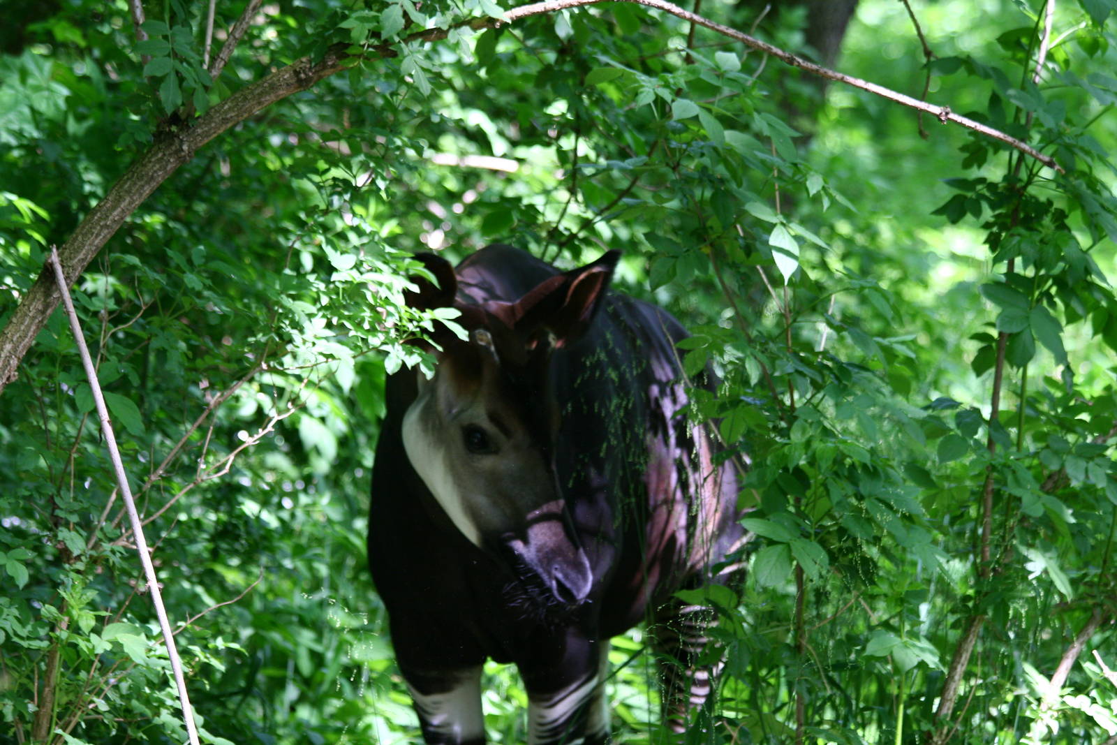 Okapi