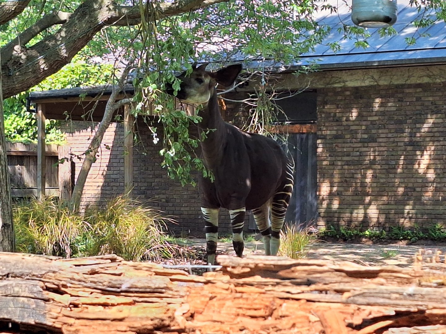 Okapi