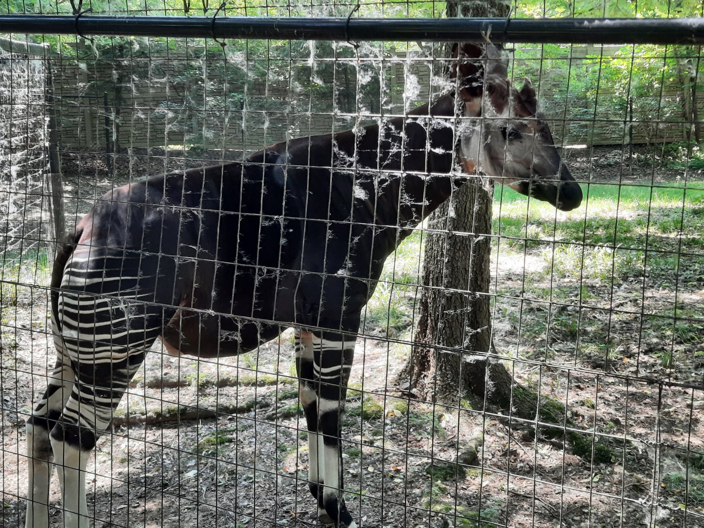 Okapi