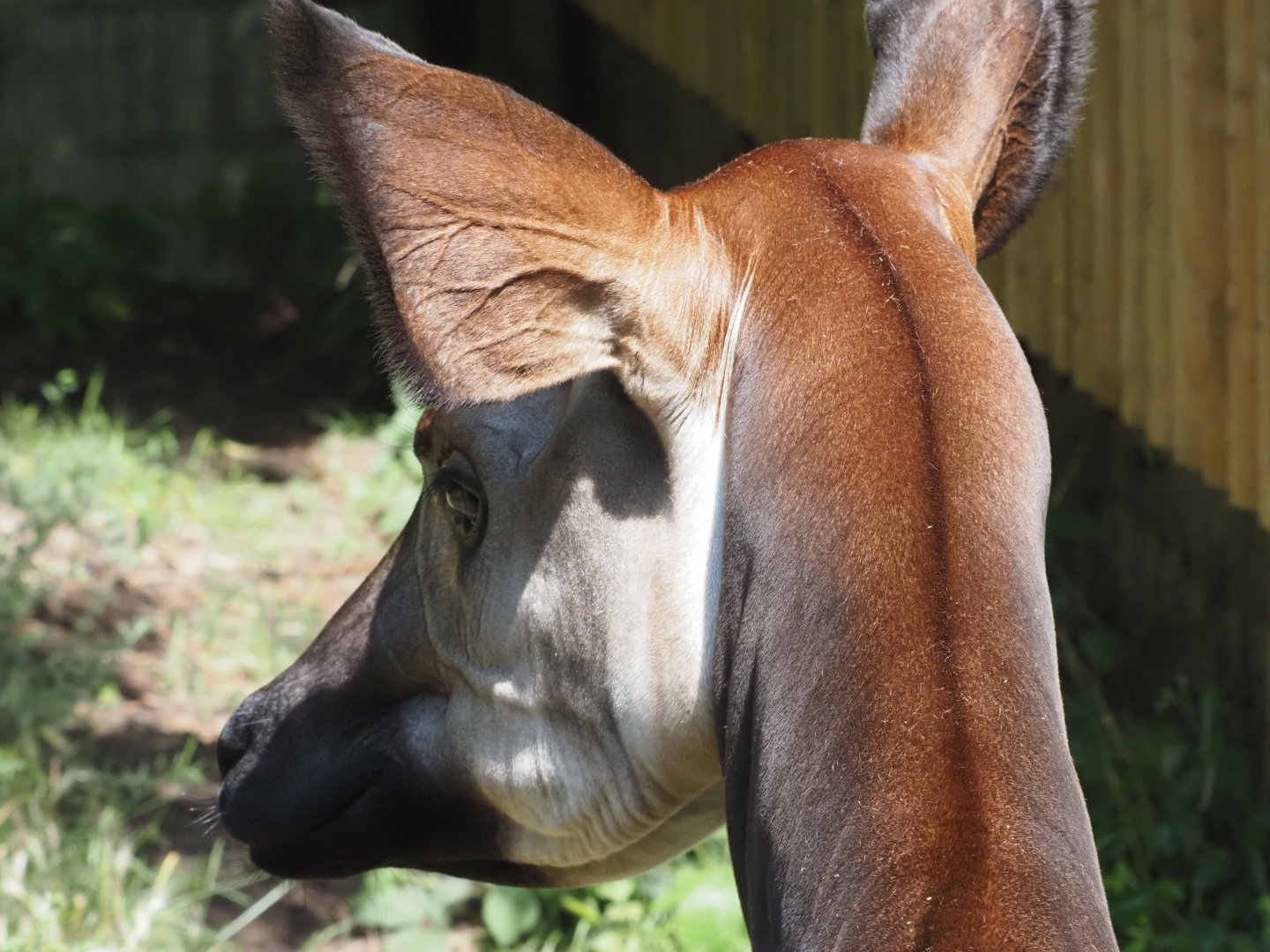 Okapi