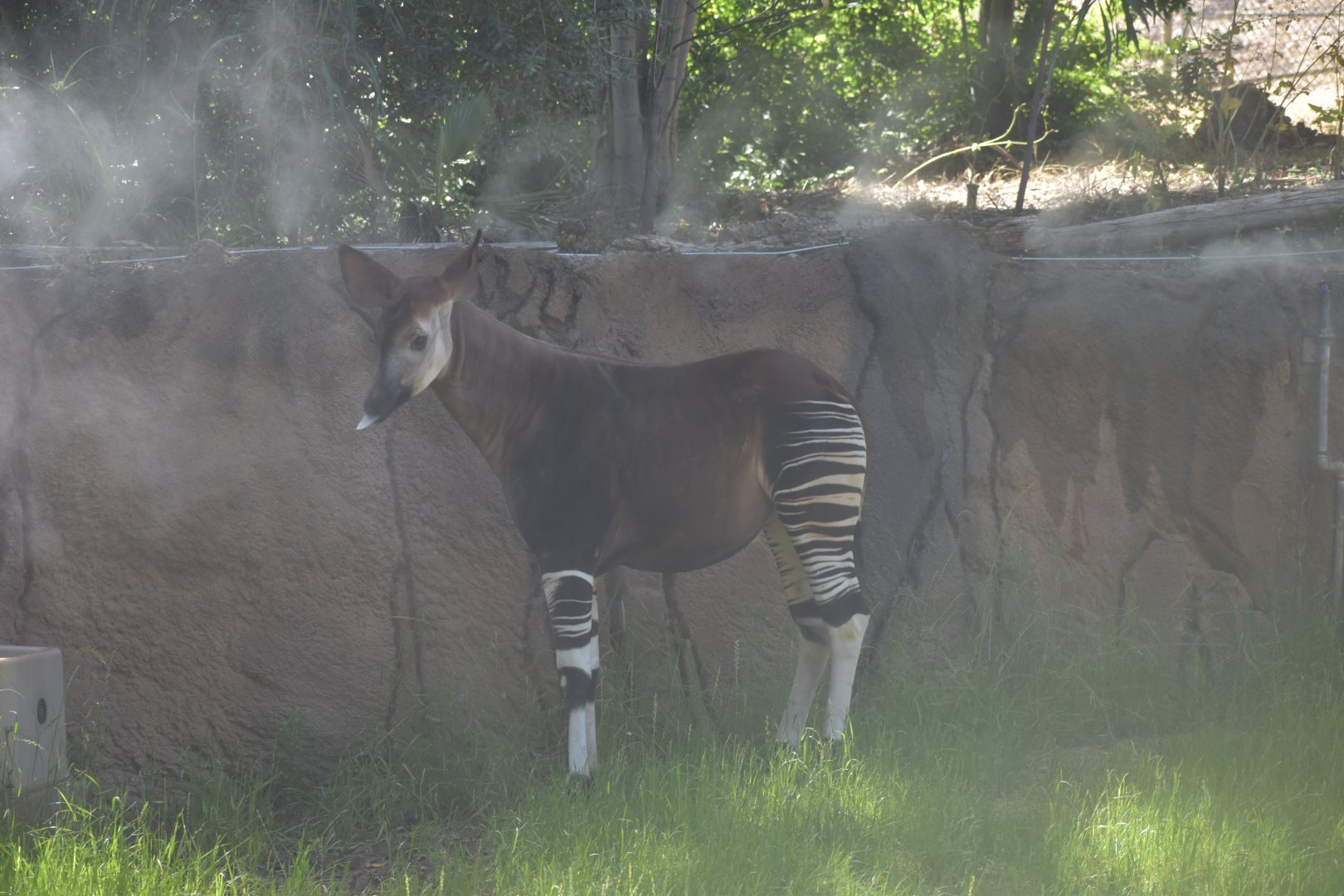 Okapi