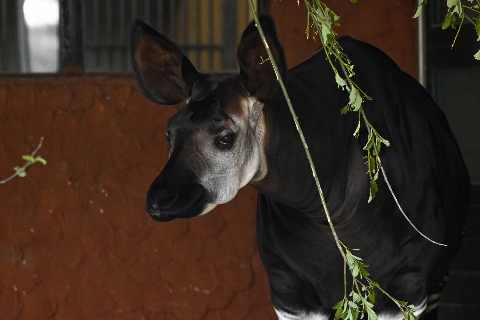 Okapi