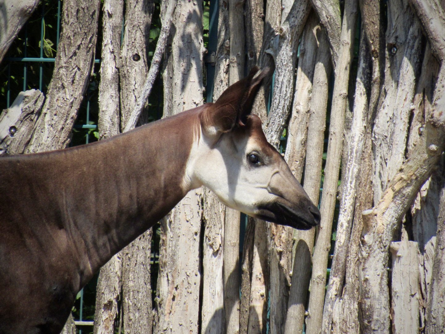 Okapi