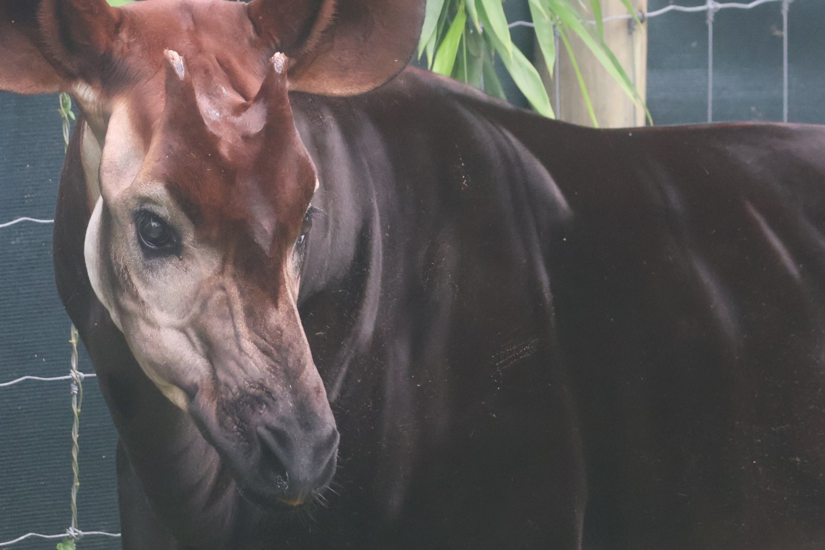 Okapi
