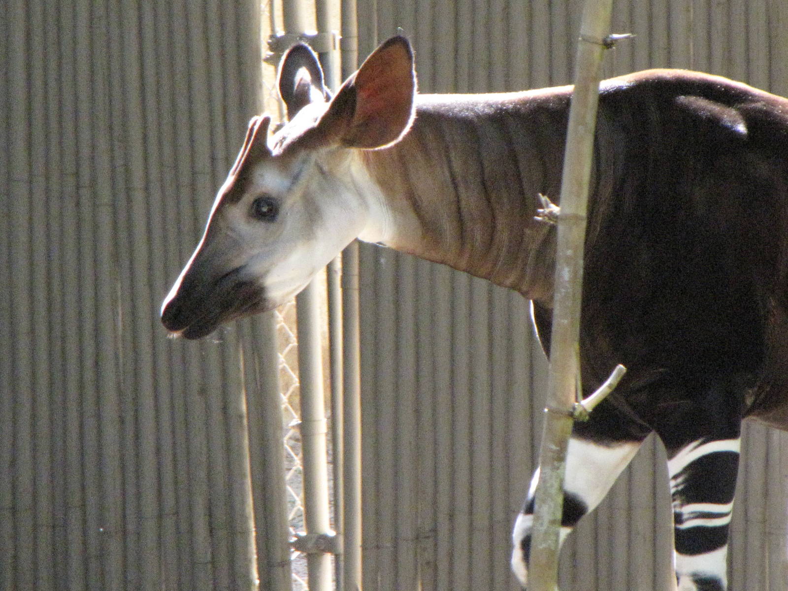 Okapi