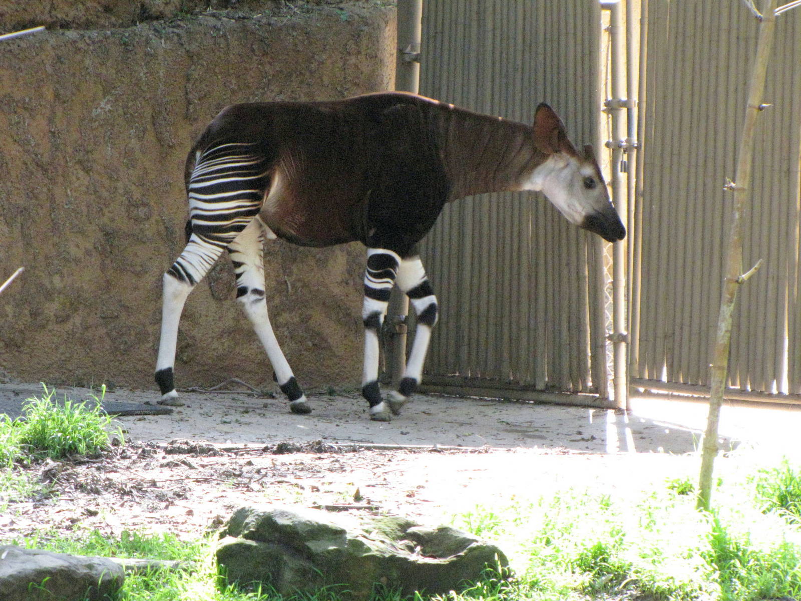 Okapi