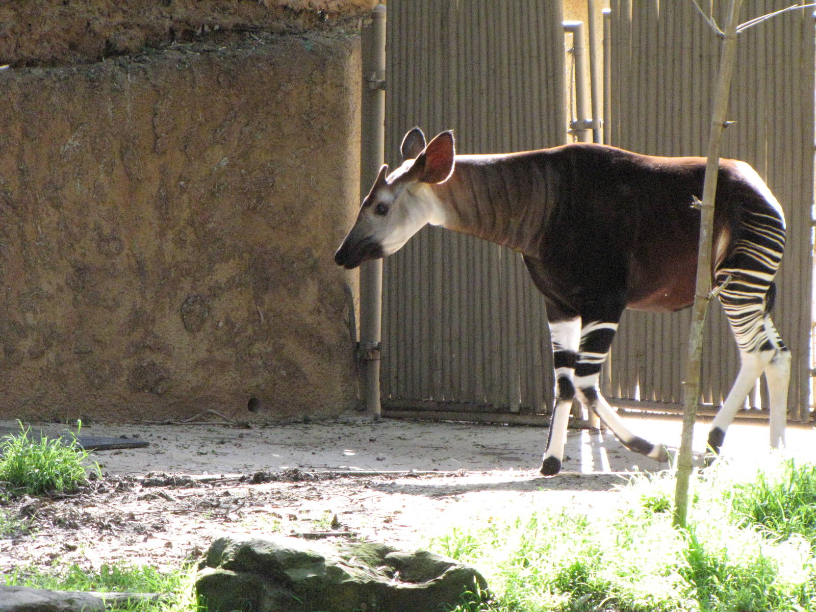 Okapi