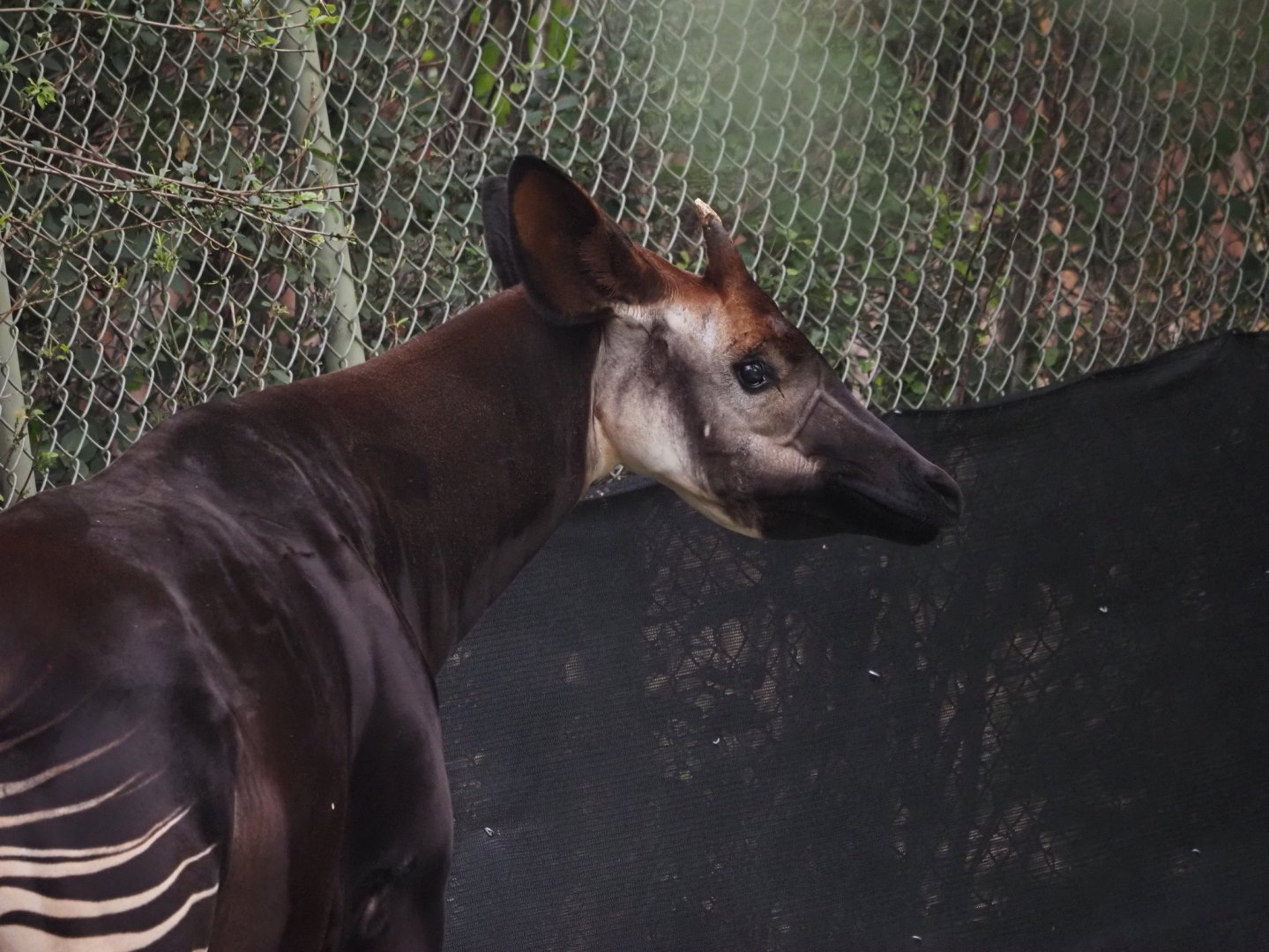 Okapi